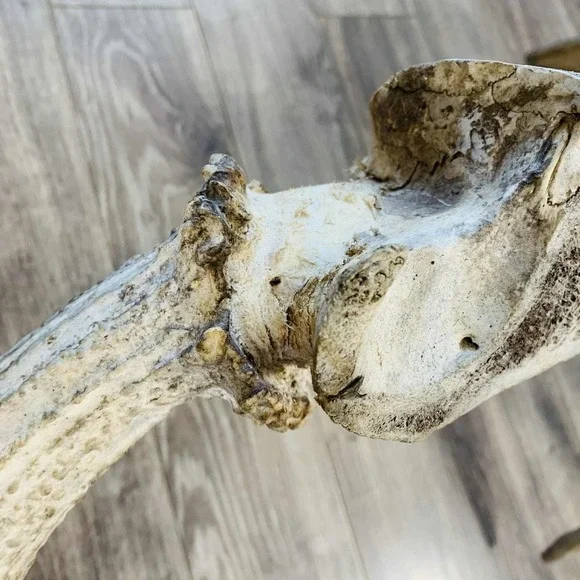 Naturally Shed Wild Moose Antler (Horn, Knife, Carving, Chew, Taxidermy) Full - Picture 12 of 16